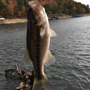 Meet your Posher, Timothy